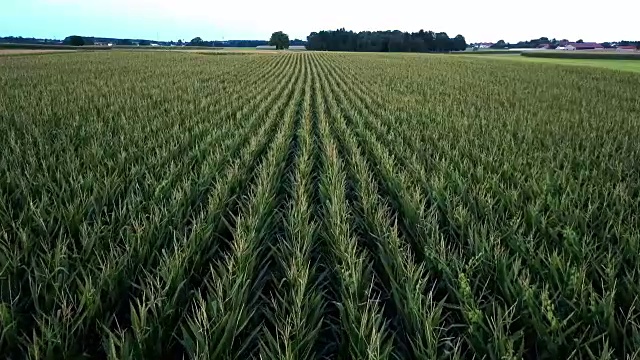 晚上在玉米地里