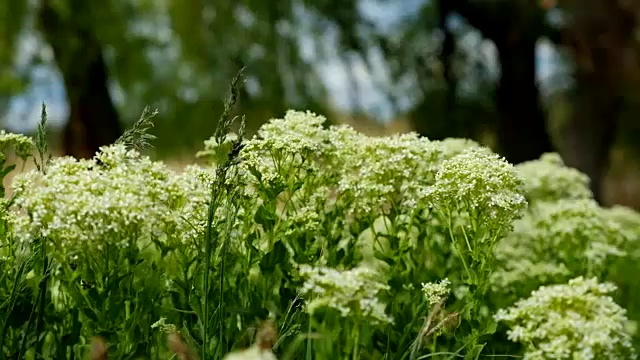 美丽的白色野花。一个温暖、阳光明媚的日子，一阵强风吹过。