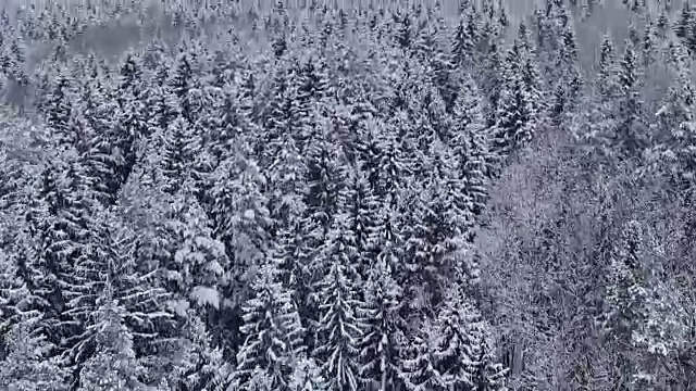 飞行和起飞上方的冬季森林在下雪的北方，空中全景