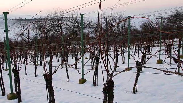 冬天，成排的葡萄园覆盖着白雪。日落时的葡萄园。