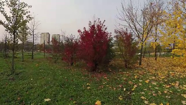 秋天的树