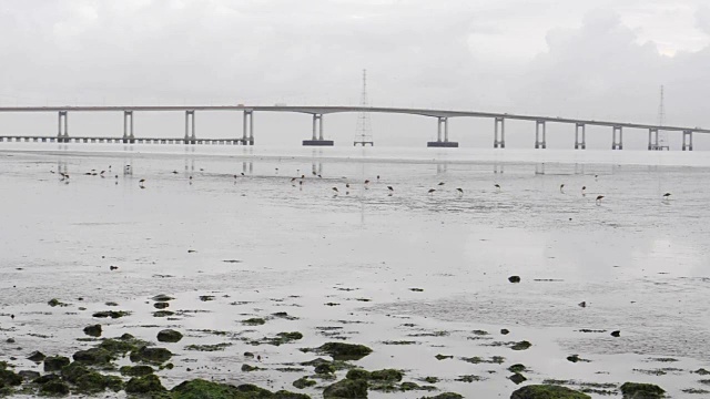 圣马特奥海沃德桥附近退潮，海鸟正在进食
