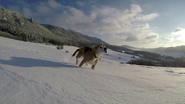 活动的比格犬跑在雪山行走的慢镜头。