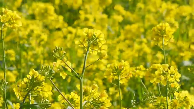 大风吹在油菜花田里