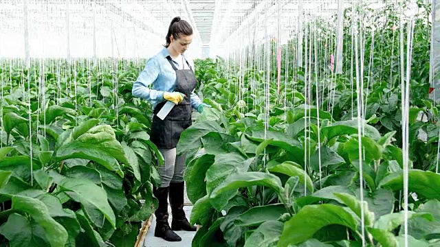 一个年轻的女人在给植物浇水