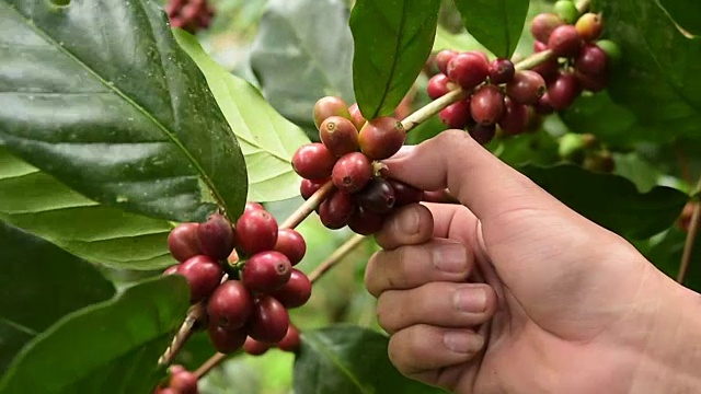 咖啡豆成熟