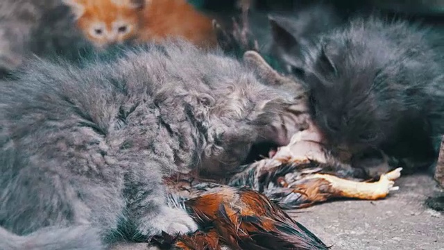 饥饿的流浪小猫在街上吃捉到的鸟
