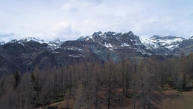 在秋季向上发现松树或落叶松森林和雪山。秋天阿尔卑斯户外自然景观山野生空中建立。4k无人机飞行建立镜头