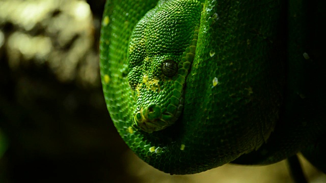绿树蟒蛇- morrelia viridis