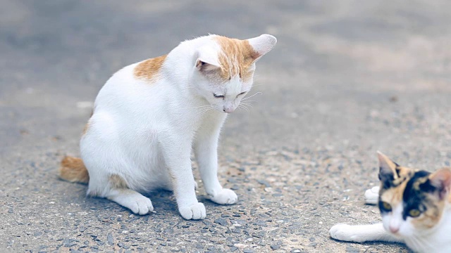 猫暹猫在水泥地板上。猫坐在水泥地板上，白猫一只趴在水泥地板上，泰式猫皮。