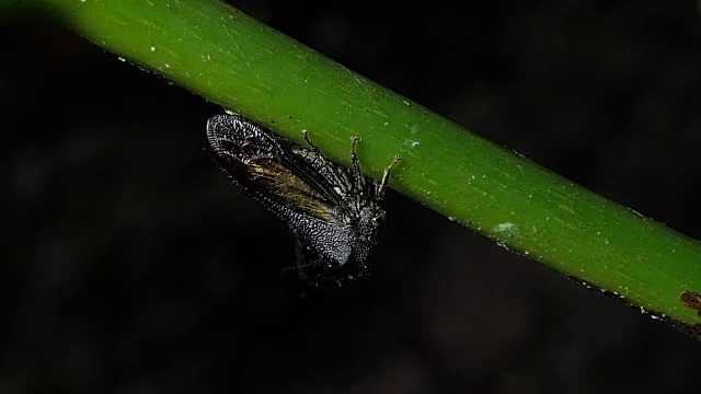 枝上有黑蚜虫。