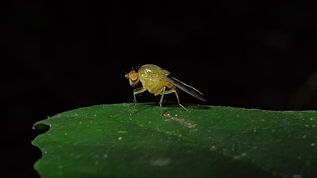 树叶上的果蝇灭虫剂。