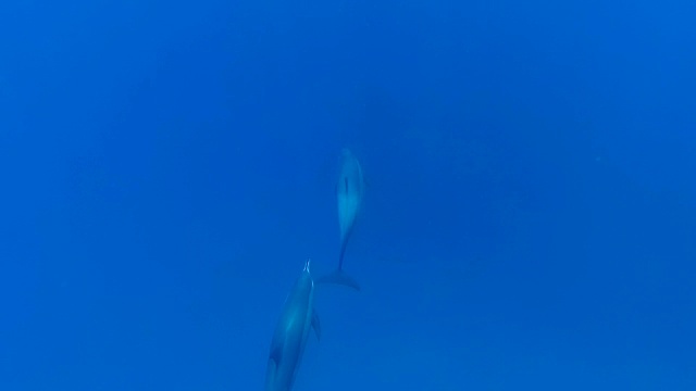 海豚在海里游泳。红海。终于阿拉姆