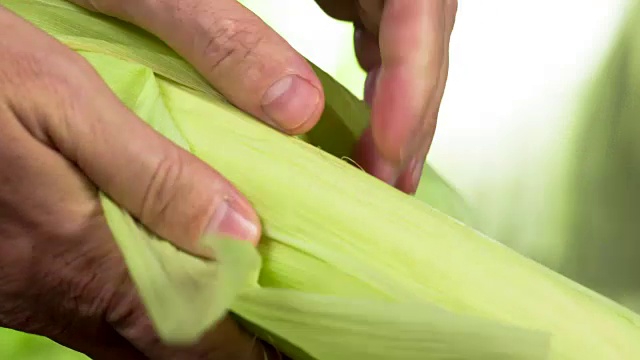 詳情圖-新收獲的玉米芯