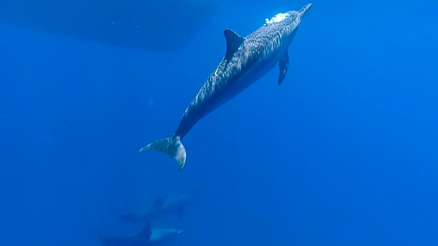 海豚在海里游泳。红海。终于阿拉姆