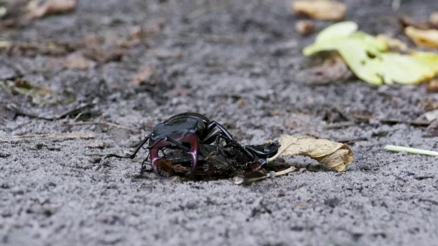 雄甲虫鹿在地上推着一只被压死的甲虫