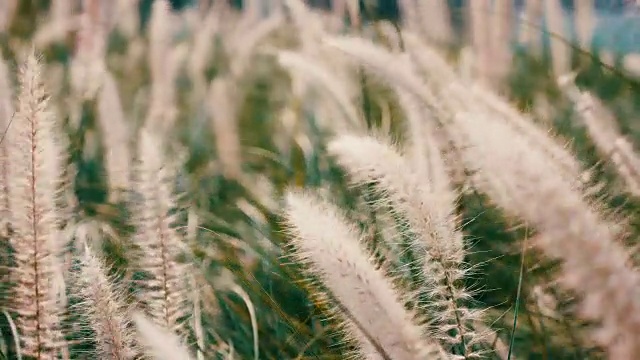 草地上绿油油的desho grass与风吹花