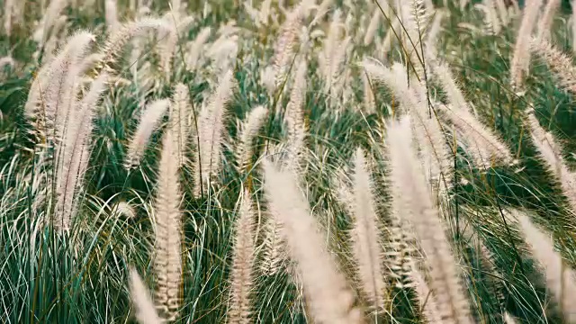 草地上绿油油的desho grass与风吹花