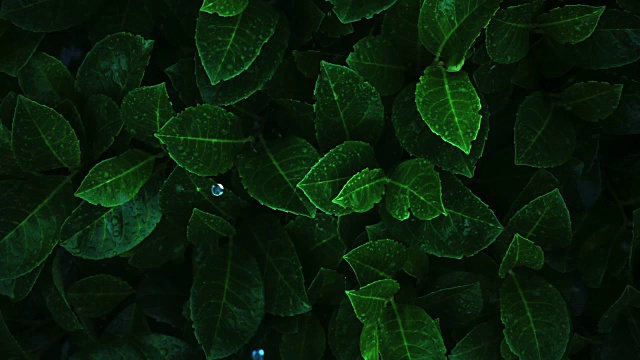 荧光植物。经过化学修饰的叶子，在夜晚闪闪发光。