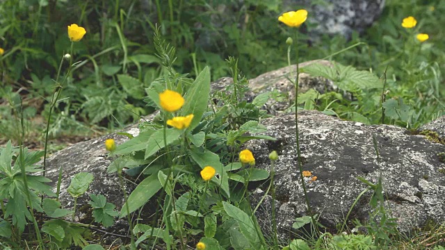 小黄野花凑了起来
