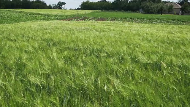 田间的幼绿小麦和小穗