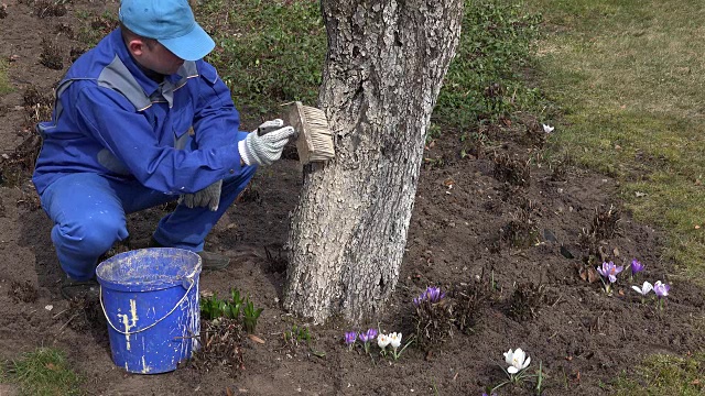 细心的园丁用特殊的液体美白果实苹果树树干