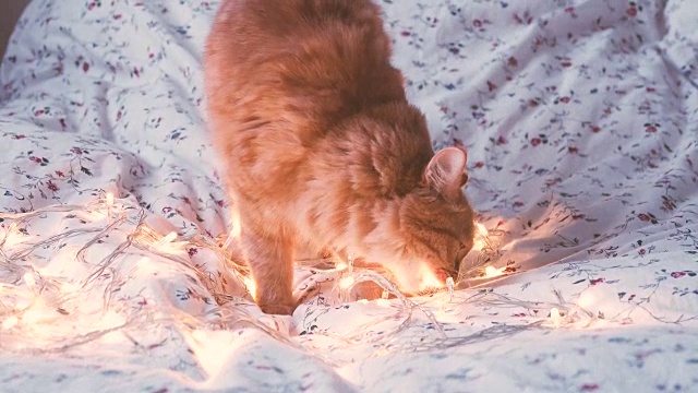 可爱的姜黄色小猫咬着闪亮的灯泡，装饰节日。温馨居家度假背景