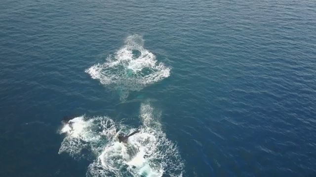 在毛伊岛海岸的鲸鱼群上空飞行