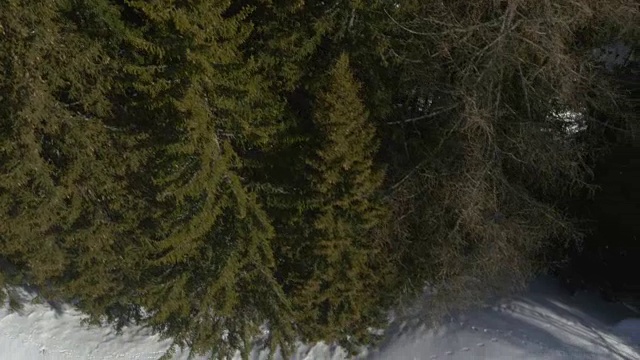 空中无人机飞行建立在积雪阳光充足的森林上空。冬天的雪在野外的山中自然。直接透视旅行探索阿尔卑斯山。4k俯视图视频