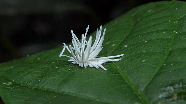 热带雨林中叶子上的榴莲木虱。