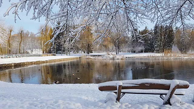 这是城市公园的第一场雪，鸭子们在结冰的池塘上玩耍，长凳上覆盖着雪