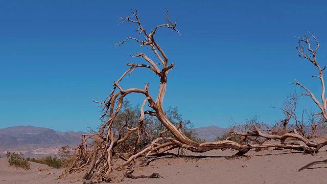 美丽的风景，牧豆树平原沙丘在死亡谷