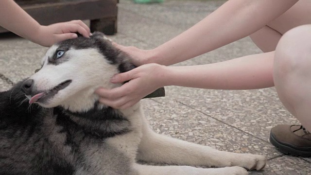 女孩抚摸着一只哈士奇狗