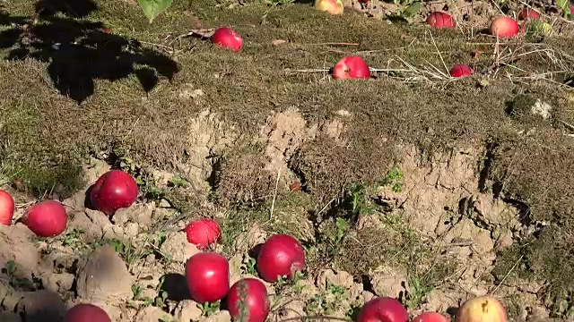 飞来横财的苹果躺在地上，树枝上结着成熟的红色果实。倾斜下来。FullHD