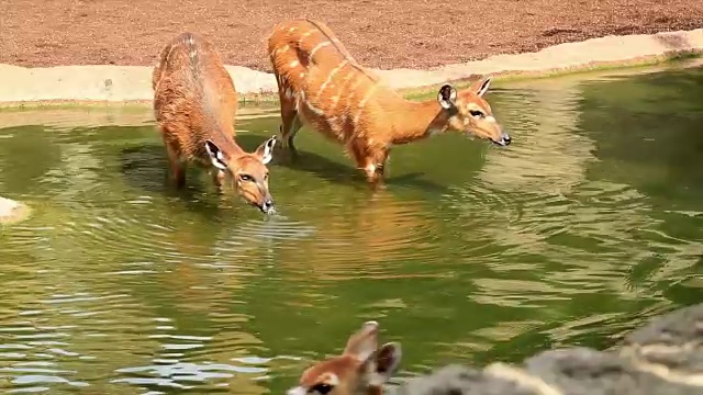 一群野鹿