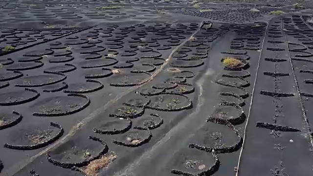 西班牙，加那利群岛，兰萨罗特岛，葡萄酒谷的航拍全景图