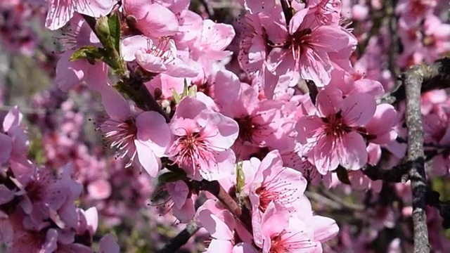 花的授粉由蜜蜂桃子。