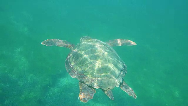 大海龟在水面下的蓝色海洋中游泳。