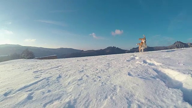 活动的比格犬跑在雪山行走的慢镜头
