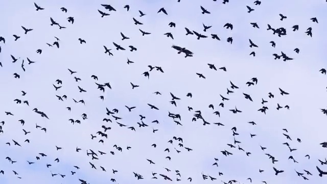 4 k。蓝天白云映衬下，鸟群、乌鸦群居。