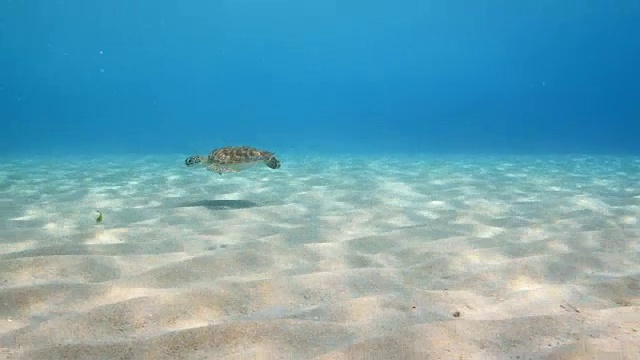 绿海龟在库拉索岛附近的加勒比海珊瑚礁的浅水中游泳