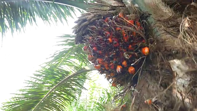 詳情圖-手在植物中收獲棕櫚油