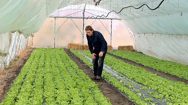 年轻的农民在温室里检查生菜的质量