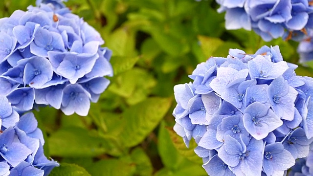 绣球花属植物的花朵