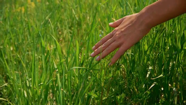 女人的手触摸草地。乡村及自然风景