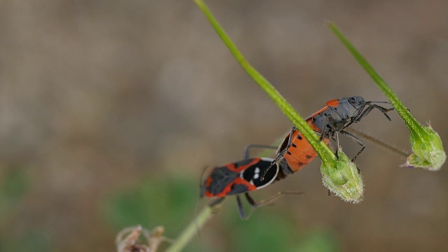 马利筋bug交配