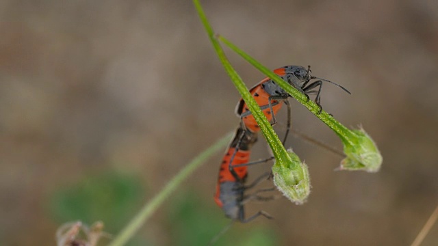 马利筋bug交配