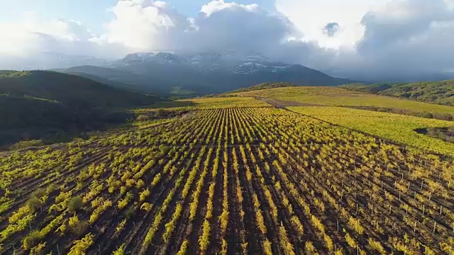 在秋天里，在葡萄园的田野上，来回飞翔。山脉的背景。收获时期。鸟瞰图。