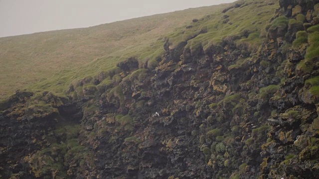 冰岛维斯曼内亚悬崖上美丽的风景。黑火山岩上的海鸥巢