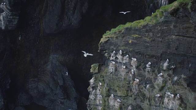 黑色火山的特写风景。许多白色的海鸥栖息在冰岛的悬崖上